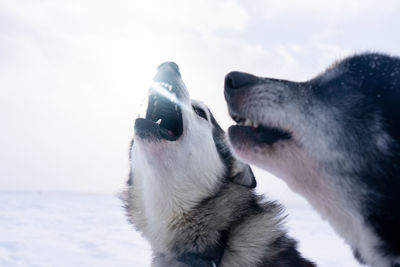 Dogs looking away against sky during winter