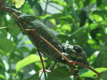 Close-up of a lizard on tree