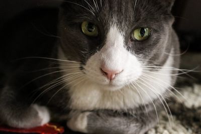 Close-up portrait of a cat