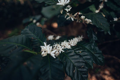 plant