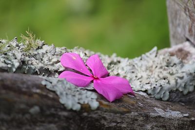 Close-up of pink flower on rock