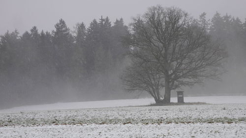 Bare trees on snow covered landscape