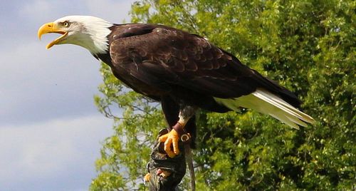 Low angle view of eagle perching on tree