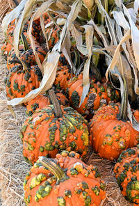 High angle view of pumpkins in market during autumn