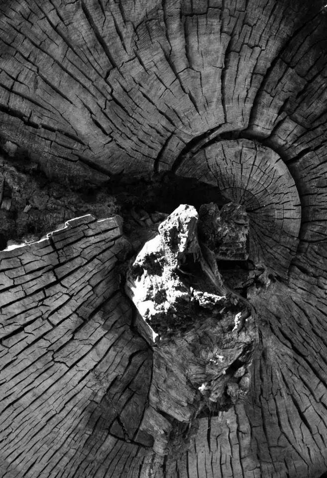 wood - material, textured, natural pattern, wood, log, close-up, tree stump, full frame, pattern, deforestation, wooden, dry, nature, rough, leaf, backgrounds, brown, cracked, tree, lumber industry