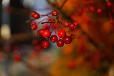 Close-up of cherries on tree