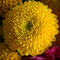 Close-up of yellow flowering plant