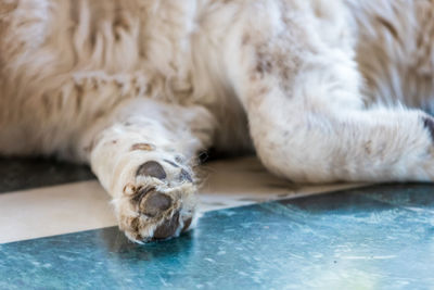 Close-up of a dog resting