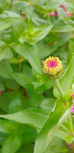 Close-up of pink flowering plant