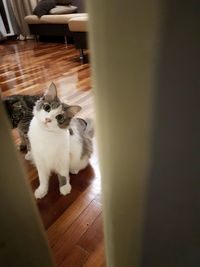 Portrait of cat sitting on hardwood floor