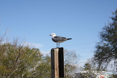 Low angle view of seagull perching on wooden post against sky