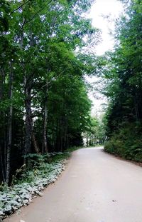 Road passing through trees