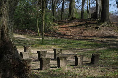 Trees in forest