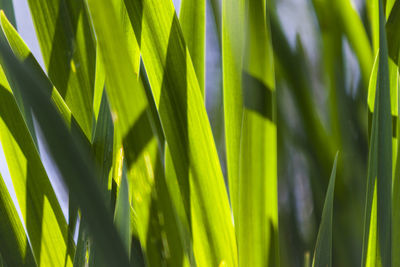 Close-up of palm leaf