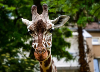 Close-up of giraffe