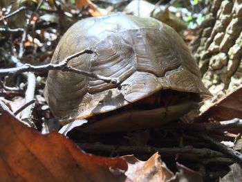 Close-up of turtle