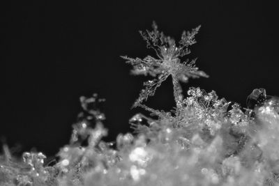 Close-up of frozen christmas lights against black background