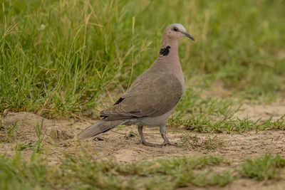 Bird perching on a field