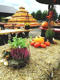 View of pumpkins for sale