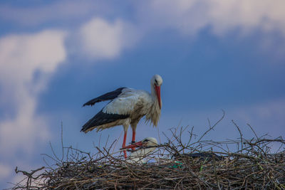 Low angle view of bird perching on nest against sky