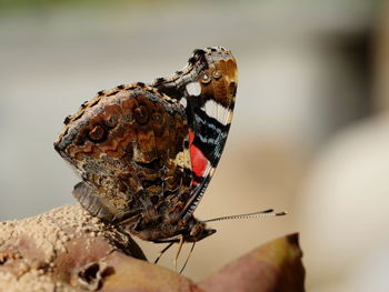 Close-up of butterfly on leaf