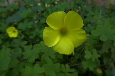 Close-up of yellow flowering plant