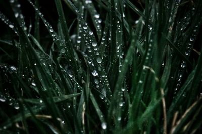 Full frame shot of wet plants during rainy season