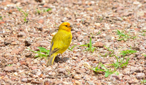 Close-up of bird perching on a field