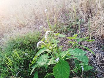 High angle view of plants growing on land