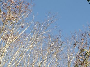 Low angle view of trees against clear blue sky