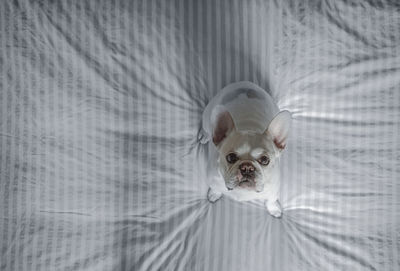 Portrait of a white dog