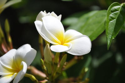 Close-up of white flower