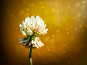 Close-up of white flowering plant