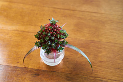 High angle view of plant on wooden table