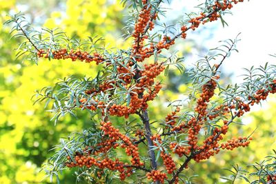 Close-up of branches against blurred background