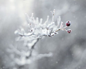 Close-up of frozen water on branch