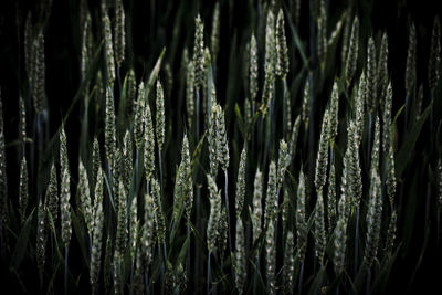 Full frame shot of plants