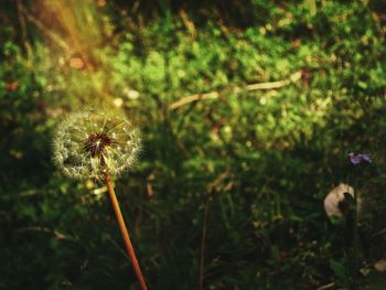 Close-up of dandelion flower on field