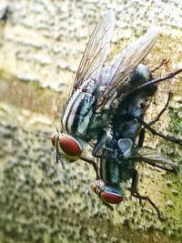 Close-up of fly