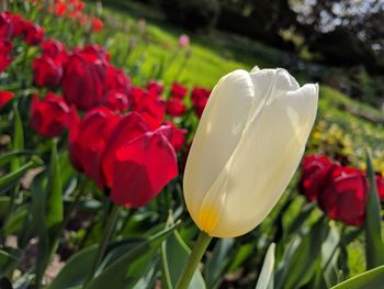 Close-up of white tulips