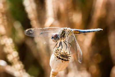 Close-up of dragonfly on plant