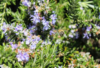 Close-up of bee pollinating on purple flower
