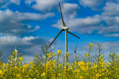 Scenic view of yellow flowering plants against sky