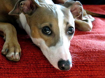 Close-up portrait of dog resting on bed