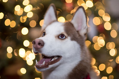 Close-up portrait of dog