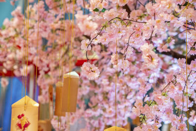 Wishing labels hanging on branches of pink beautiful cherry blossom tree