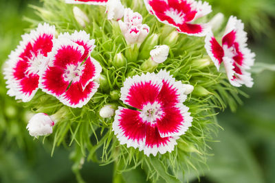 Close-up of pink flowering plants