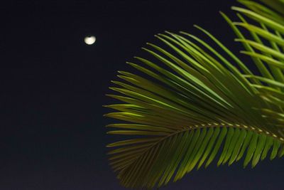 Low angle view of green leaves against clear sky at night