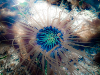 Close-up of coral in sea