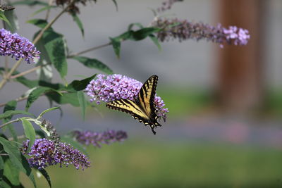 Close-up of butterfly pollinating on purple flower